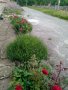 Градински храстовидни рози ,ароматни, снимка 1