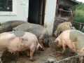 СВИНЕ МАЙКИ И прасета. ЛИКВИДАЦИЯ, снимка 3