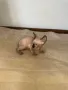 Котенца момичета и момчета канадски сфинкс, снимка 14