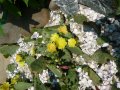 Студоустойчиви кактуси Опунция (Бодлива круша) подходящи за Вашата красива градина, снимка 15