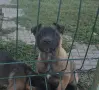 Белгийски овчарки Малиноа, снимка 6
