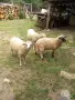 Продавам агнета , снимка 4