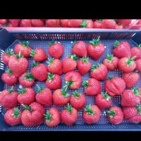 продавам разсад ягоди, снимка 6 - Сортови семена и луковици - 34210388