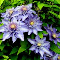 Clematis Multi Blue, снимка 4 - Градински цветя и растения - 39483861