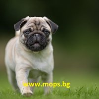 Чистокръвни кученца порода Мопс, снимка 6 - Мопс - 1662055