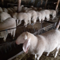  Продава агнета, овце и кочове, снимка 4 - Овце - 44641135