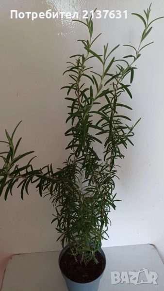 РОЗМАРИН - реални снимки , снимка 1