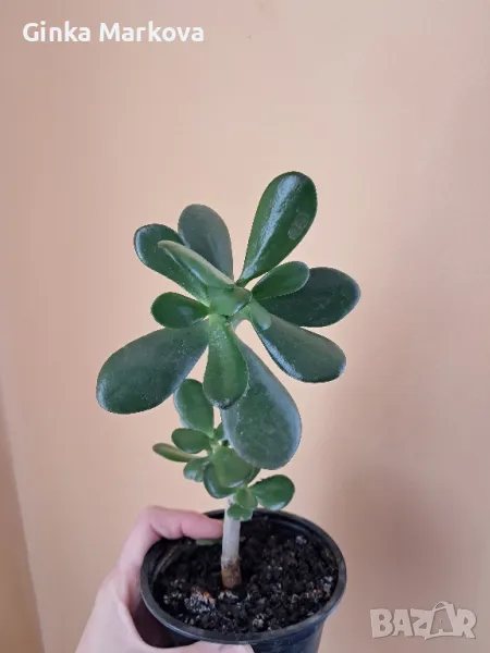 Красула (дървото на живота) – Crassula ovata- 5,99лв., снимка 1