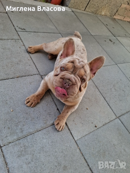 ISABELLA BIG ROPE MERLE BOY за разплод , снимка 1