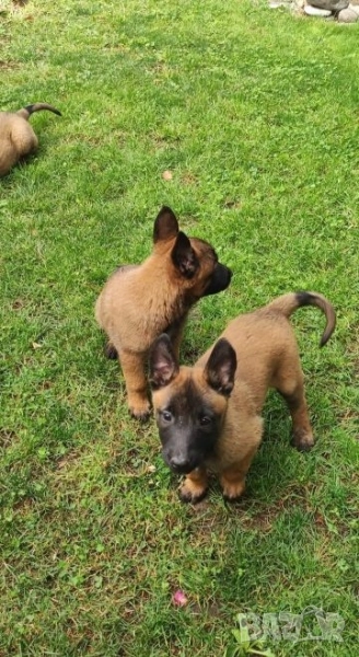 Белгийски овчарки , снимка 1