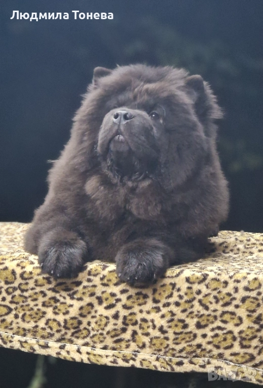 🖤 Елитно черно момченце ЧАУ ЧАУ с международно родословие 🖤, снимка 1