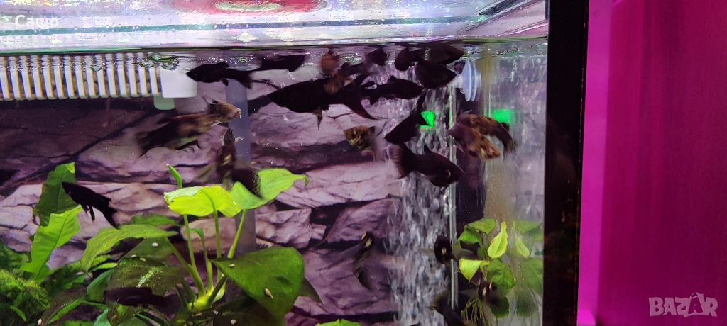 Рибки Молинезии, снимка 1