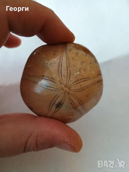 Фосил пясъчен долар, снимка 1