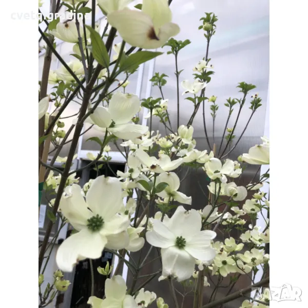 Cornus Florida-Корнус Флорида, снимка 1