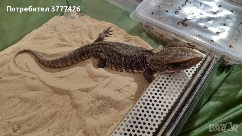 Саванен Варан, снимка 1