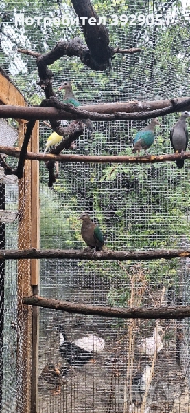 Продавам зеленокрили, снимка 1