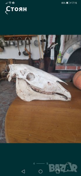 Череп на кон, снимка 1