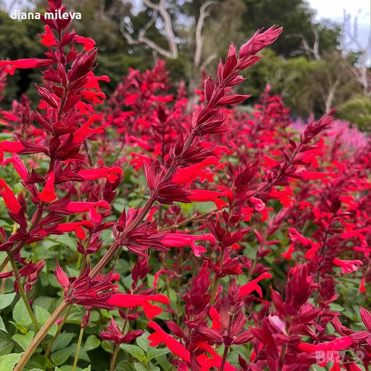 Салвия Червен Роман, Salvia Roman Red или по-известна като Градински чай!!, снимка 1