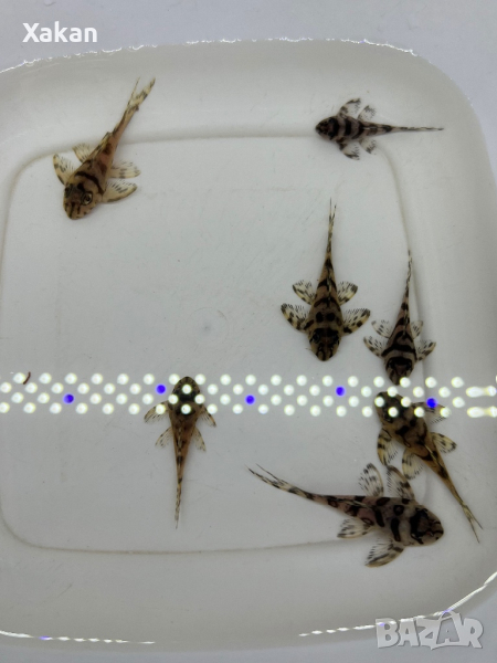 L236 SW, снимка 1