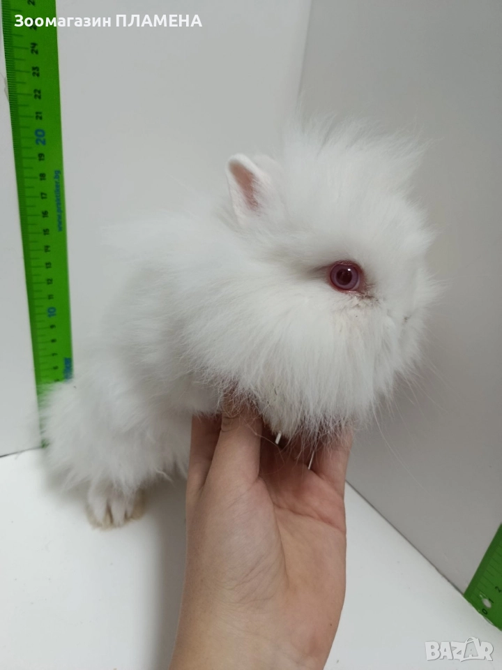Мини зайчета , снимка 1