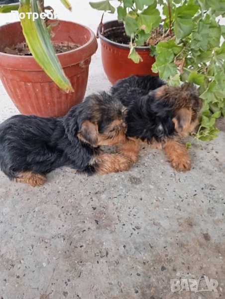 Продавам йоркита, снимка 1