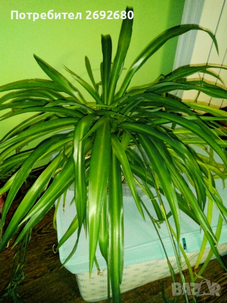 Хлорофитум/водна лилия/традесканция рео, снимка 1