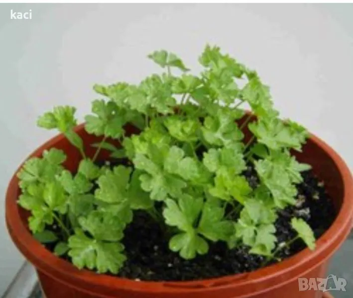 Магданоз корен ,изваден от саксия., снимка 1