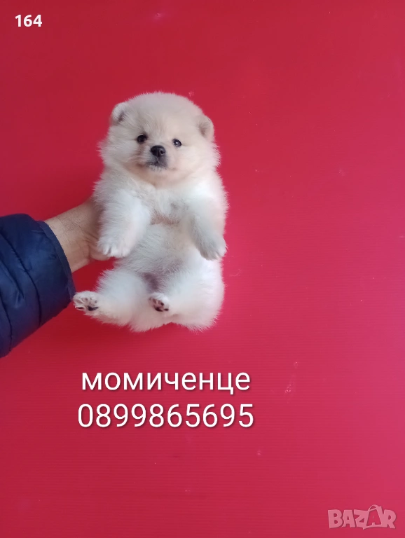 Мъжки и женски Померани. Реални снимки от 12.01.26 г. Померан., снимка 1