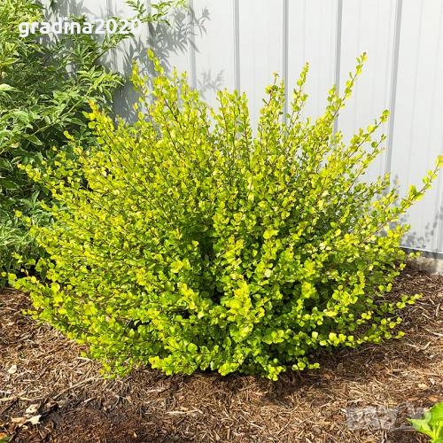 Жълта бреза джудже – Betula Golden Nana, снимка 1