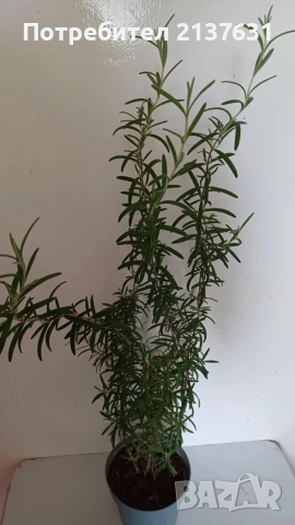 РОЗМАРИН - реални снимки 