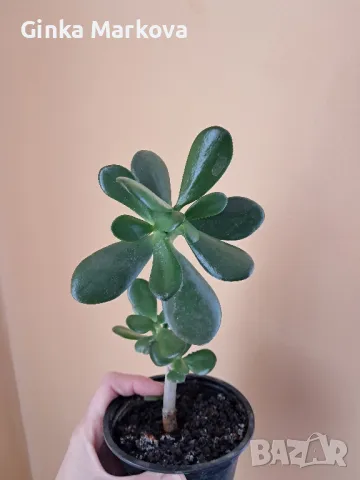 Красула (дървото на живота) – Crassula ovata- 5,99лв.