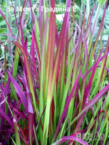 Императа , снимка 7 - Градински цветя и растения - 54020275