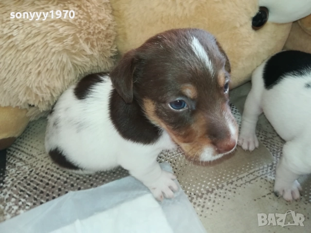 ПРОДАВАМЕ КУЧЕНЦЕ-ДЖАК РЪСЕЛ 1409251746, снимка 4 - Джак ръсел териер - 51711538