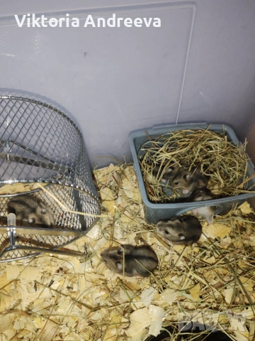 Продавам Хамстерчета, снимка 7 - Хамстери - 54347733