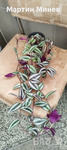 Филодендрон (Philodendron) / Сингониум (Syngonium), снимка 7 - Стайни растения - 47059632