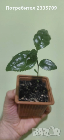 Китайски чай Camellia sinensis - покълнали семена, снимка 2 - Сортови семена и луковици - 53612418