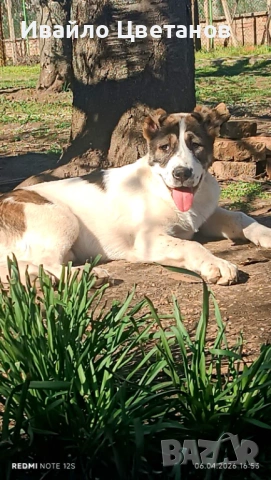 Алабай, снимка 2 - Алабай - 54198588