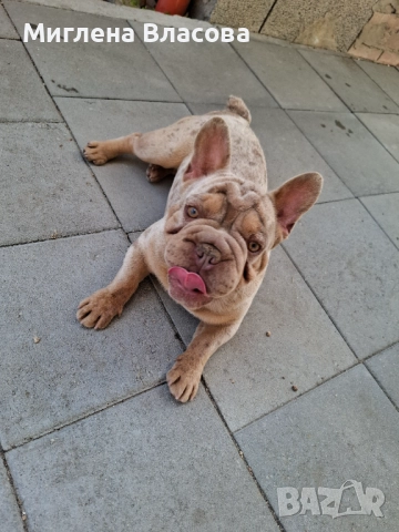 ISABELLA BIG ROPE MERLE BOY за разплод 