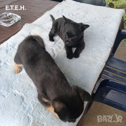 Мини Пинчерчета мини Пинчерчета., снимка 3 - Пинчер - 52368274