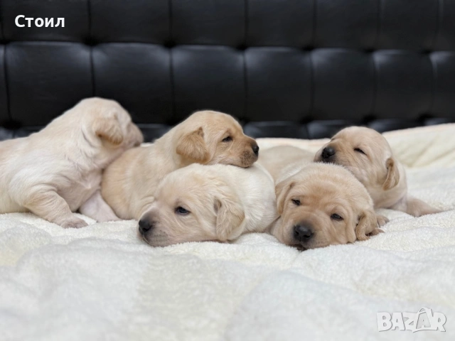 Чистокръвни Лабрадор Ретривър:, снимка 6 - Лабрадор ретривър - 53164804