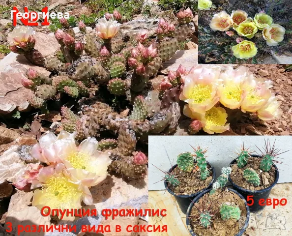Градински студоустойчиви кактуси, снимка 2 - Градински цветя и растения - 56064423