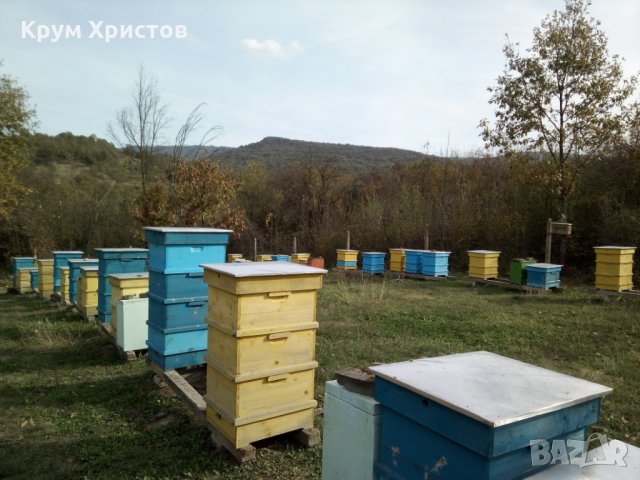 Български полифлорен пчелен мед 2023 -опаковки ~1кг. и ~25кг. (полски букет-слънчоглед), снимка 7 - Други - 29594647