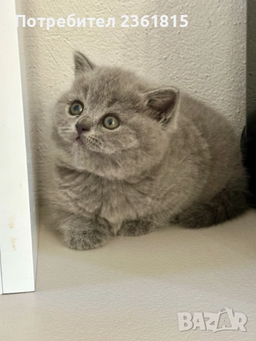 Чистокръвни сини британчета, снимка 8 - Британска късокосместа - 52651148