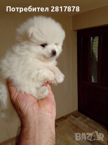 мини Померан на 45 дни , снимка 4 - Померан - 52598736