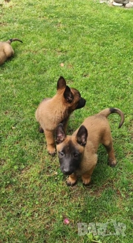 Белгийски овчарки 