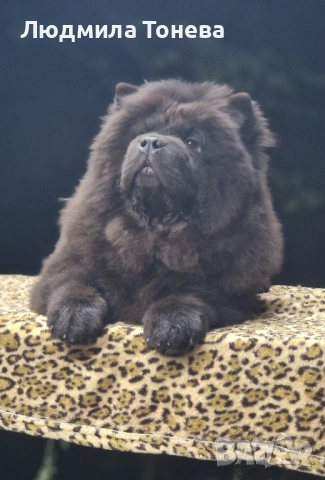 🖤 Елитно черно момченце ЧАУ ЧАУ с международно родословие 🖤