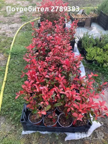 Фотиния 3 вида, снимка 7 - Градински цветя и растения - 40766433