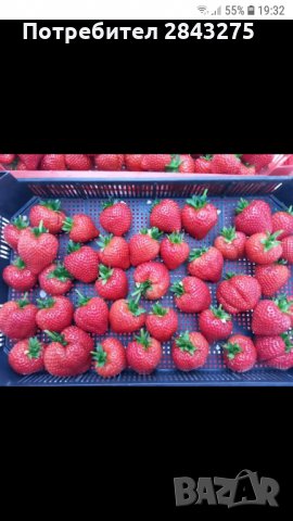 продавам разсад ягоди, снимка 6 - Сортови семена и луковици - 34210388