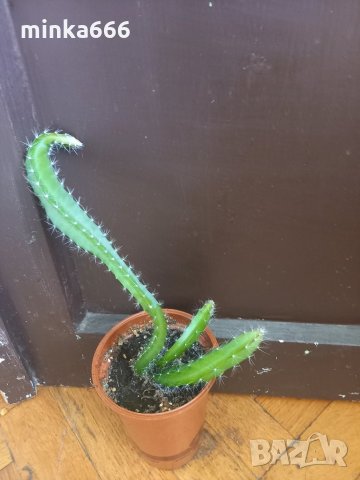 Драконов плод, снимка 2 - Стайни растения - 30199491