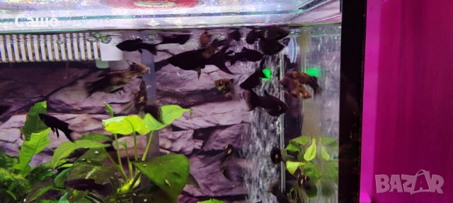 Рибки Молинезии